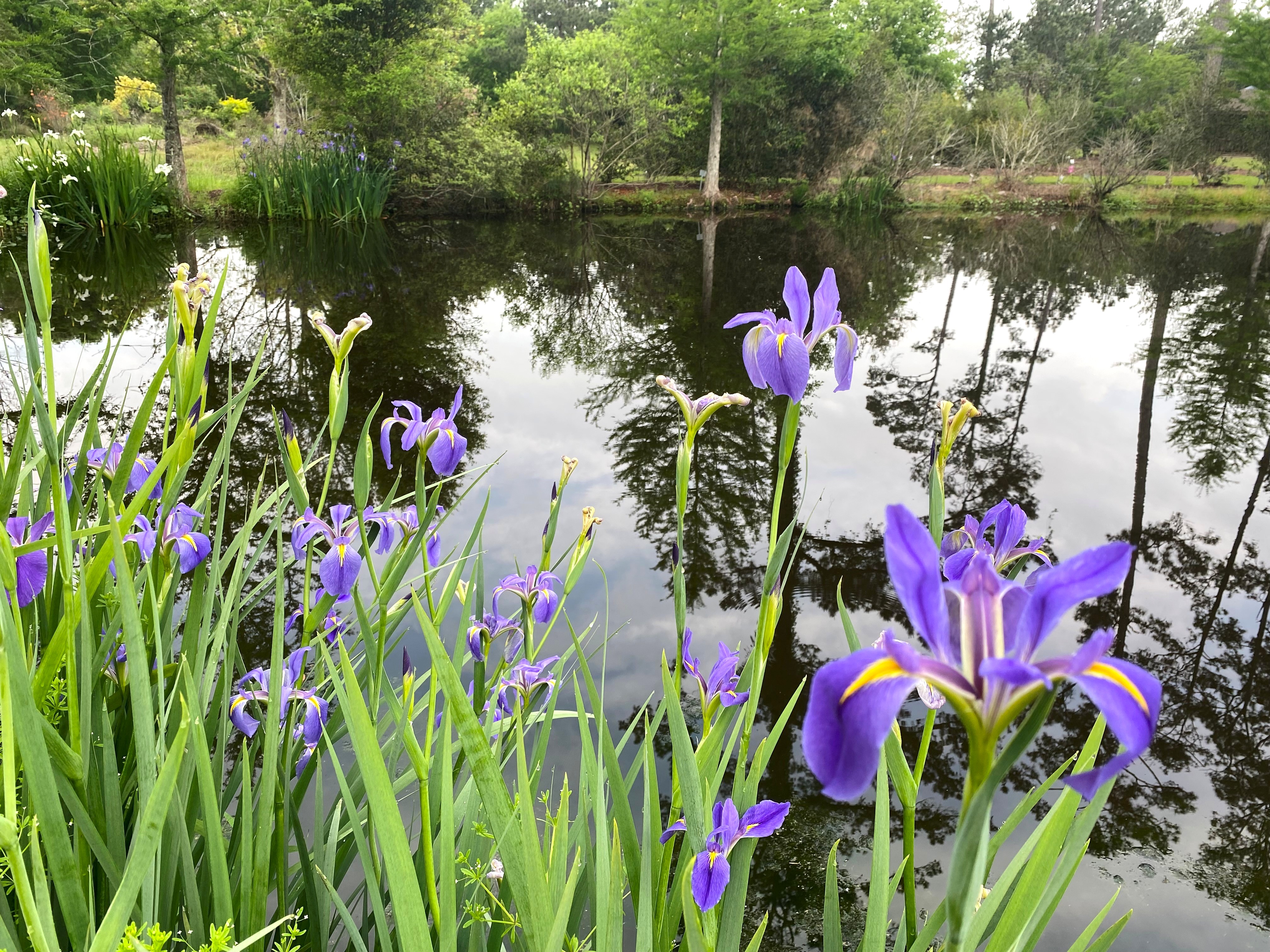 Close-up of purple and yellow flowers next to a pond.